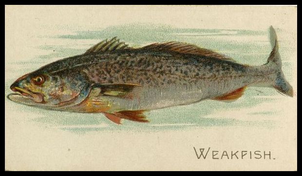 Weakfish